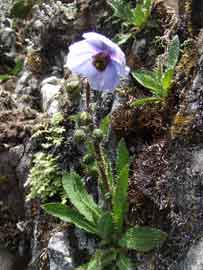 110702bhutan_Jomolhari05
