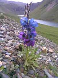 110702bhutan_Jomolhari06