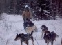 081200pat_dogsled01