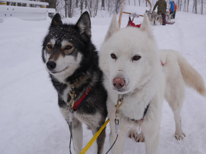 2014年 年末 北海道 遠軽町 天狗平＆白滝高原 犬ぞり サファリ 2日間