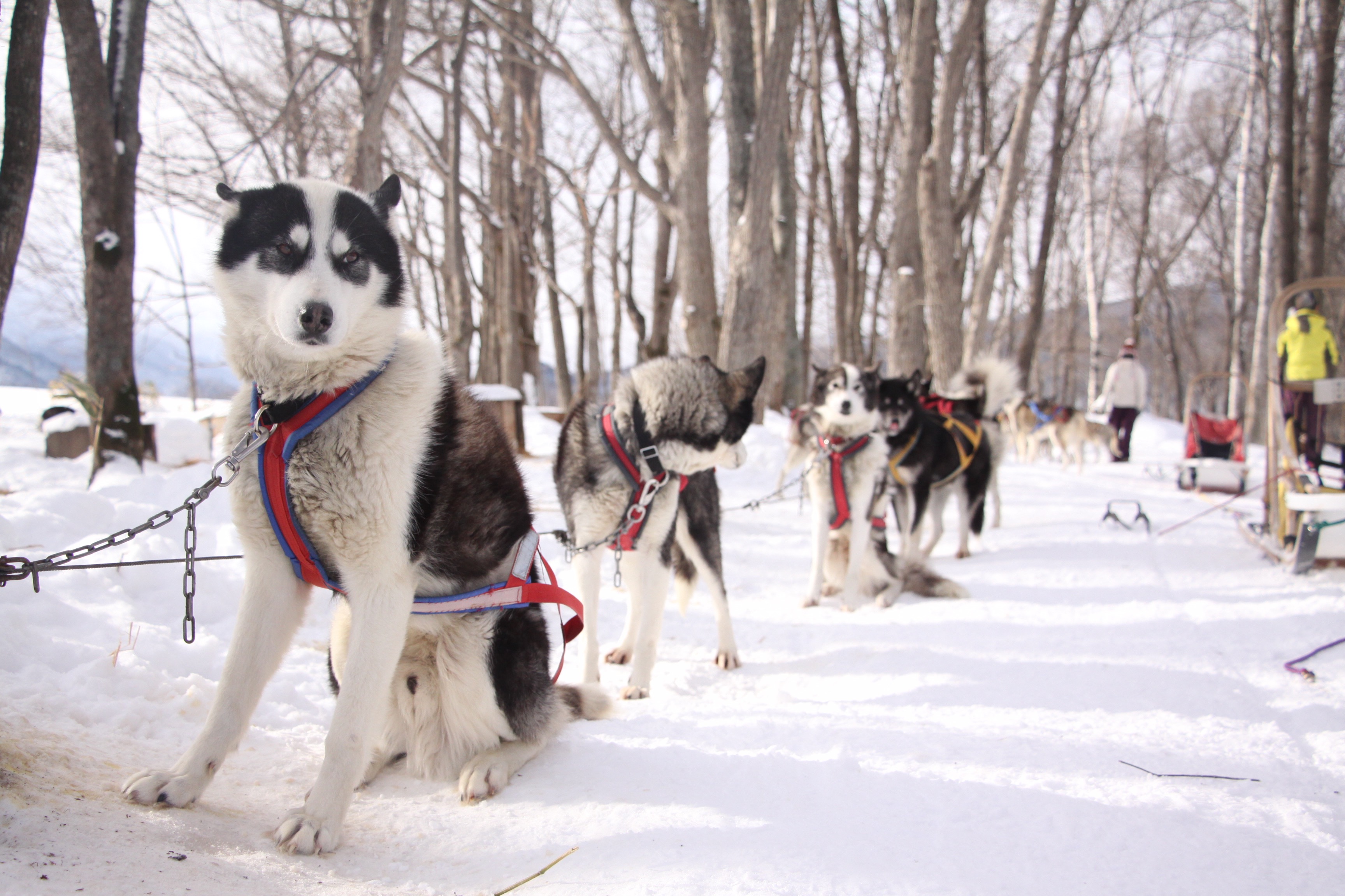 犬ぞり 2018年1月 北海道 遠軽町 天狗平＆白滝高原 犬ぞり 満喫 ウインター